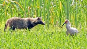 Young ibis encounters raccoon dog