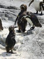 Recaptured penguin back at Tokyo aquarium