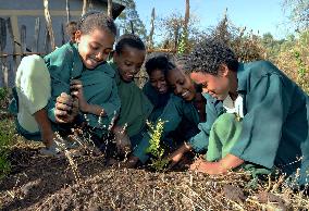 Japan NPO plants seeds in Ethiopia