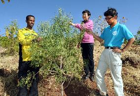 Japan NPO plants seeds in Ethiopia
