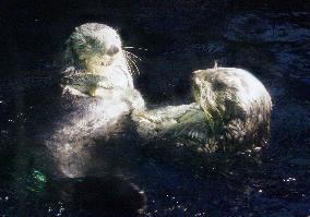 Sea otters in coupling bid
