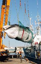 75% of whale meat offered for auction remains unsold