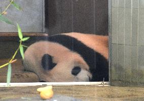 Tokyo zoo panda shows signs of pregnancy