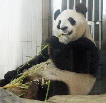 Tokyo zoo panda shows signs of pregnancy