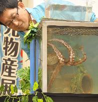 Octopus "predicts" how many Olympic medals Japan will win in London