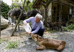 Man caring for abandoned cattle in Fukushima