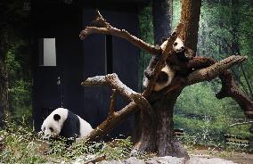 Twin giant pandas at Tokyo's Ueno zoo
