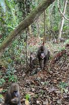 Mandrills in African rainforest