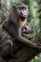 Mandrills in African rainforest