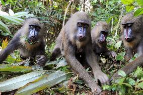 Mandrills in African rainforest