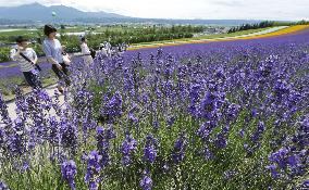 Lavender fields in Hokkaido