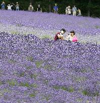 Lavender fields in Hokkaido