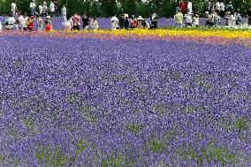 Lavender fields in Hokkaido