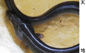 Eel from Madagascar