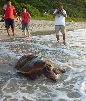 Turtle with transmitter released from Kagoshima beach