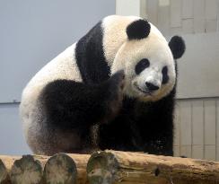 Giant panda Shin Shin put back in public view at Tokyo zoo