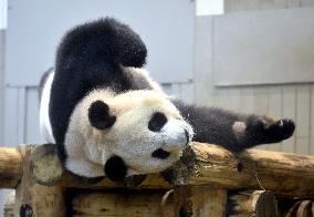 Giant panda Shin Shin put back in public view at Tokyo zoo