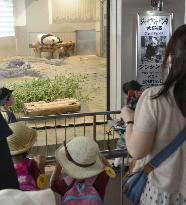 Giant panda Shin Shin put back in public view at Tokyo zoo