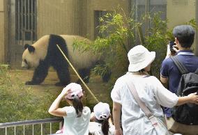 Giant panda Shin Shin put back in public view at Tokyo zoo