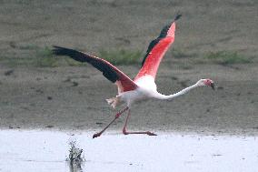 Escaped flamingo