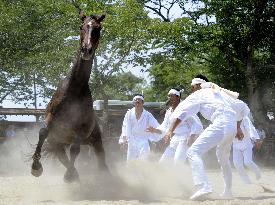 Fukushima horse chase festival