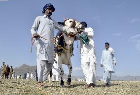 PAKISTAN-HARIPUR-BULL RACE