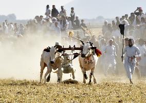 PAKISTAN-HARIPUR-BULL RACE