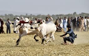 PAKISTAN-HARIPUR-BULL RACE