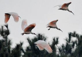 Ibis donation from China up in air amid territorial row