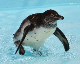 Zoo soliciting name for recovered penguin