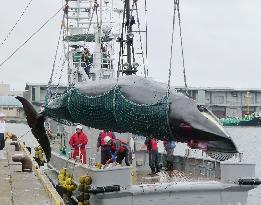 "Research whaling" in Hokkaido