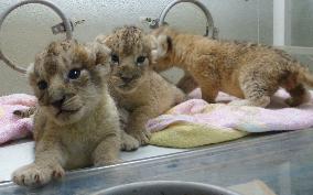 Lion triplets