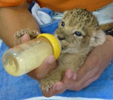 Lion triplets