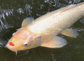 Carp with heart-shaped mark