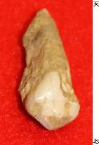 12,000-year-old human bones, tools found in Okinawa