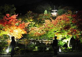 Autumn leaves illuminated at Kyoto temple
