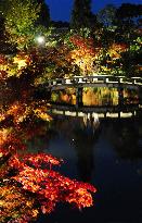 Autumn leaves illuminated at Kyoto temple