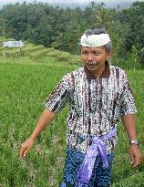 Bali rice terraces