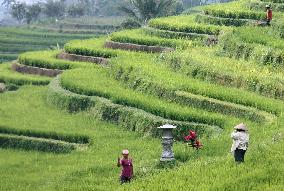 Bali rice terraces