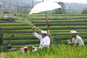 Bali rice terraces