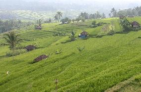 Bali rice terraces