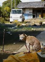 Abandoned animals in Fukushima