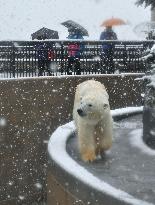 Snow in Hokkaido