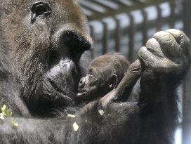 Gorilla baby at Nagoya zoo