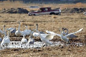 Swans in Fukushima