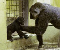 Baby gorilla at Kyoto zoo