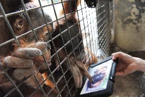 Orangutan and iPad