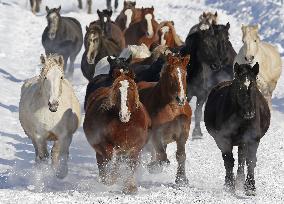 Horses run in snow