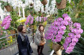 Orchid festival in Tottori