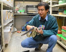 "Yamakagashi" snakes gain self-defense toxins